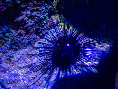 海洋尖峰珊瑚黑胆也知道长的海胆用他眼睛看着躺在底部在海底图片