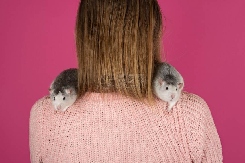 啮齿动物尾巴两只有趣的灰白老鼠坐在女孩肩上站粉红背景的女孩肩上宠物护理概念两个有趣的灰白老鼠坐在女孩肩上们图片