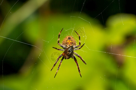 户外非洲雨林中的蜘蛛网雨林中的蜘蛛网动物图片