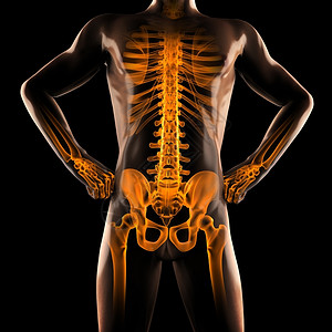 骨头联合的教育黑色人类射线扫描图片