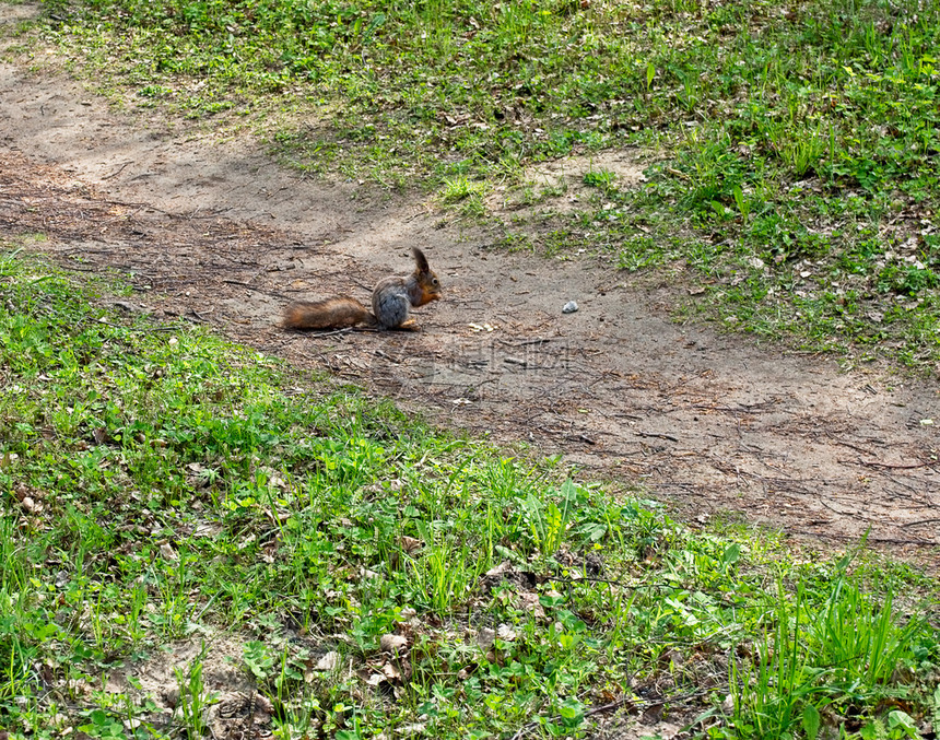 棕色的美丽松鼠在公园里吃坚果松鼠在公园里抓住图片