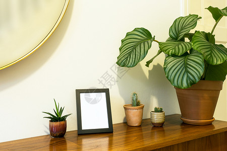 时尚设计小盆仙人掌和木制壁橱上的温室植物现代设计靠近白墙和镜子悬挂特写锅现代的绿色图片
