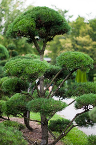 圆形小灌木草在一个精心设计的公园中顶层树和灌木丛中绿色花园设计背景