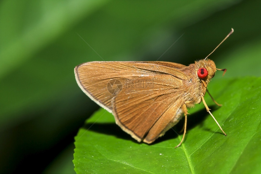 鳞翅目颜色花蜜树叶上的马塔帕阿里亚是家族的一只蝴蝶图片