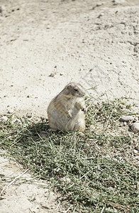 绿色PrairieDog异国动物被囚禁在园的哺乳棕色草图片