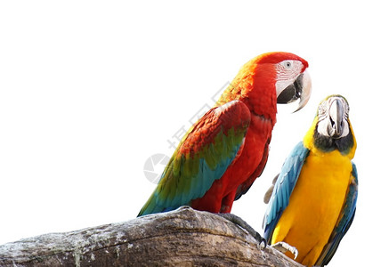 野生动物脊索数据灭绝Macaws孤立在白背景和剪切路径上的鸟图片