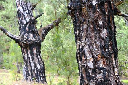 松属加那利群岛金努斯运河卡尔德拉塔布里恩公园生物圈保护区津巴布韦环境保护署LIC拉帕尔马加那利群岛西班牙欧洲松树自然图片