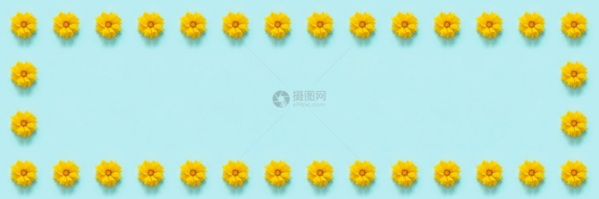 邀请浪漫的花卉构图黄色朵金鸡菊的卉框架边在蓝色背景上为您设计的模板顶视图平躺复制空间横幅植物图片