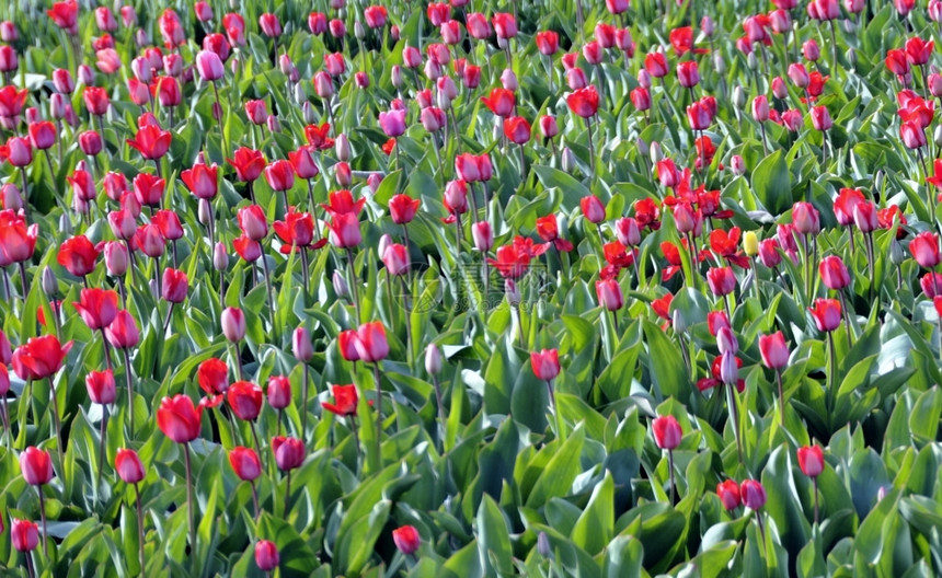在Holland的Lisse附近田地上的郁金香旅游地点Keukenhof季节植物群红色的图片