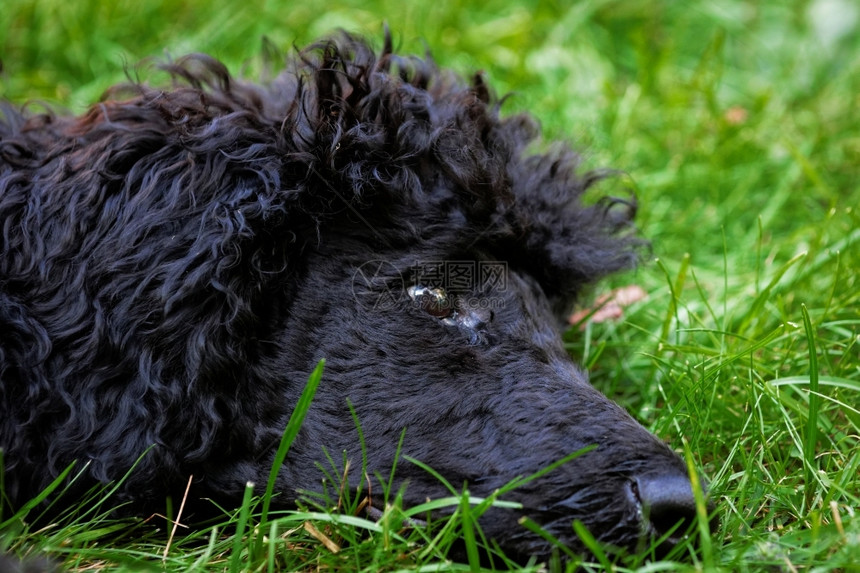 一种修饰过只可爱的黑小狗肖像上面有绿色草坪的表情纯种图片