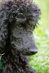 一只可爱的黑小狗肖像上面有绿色草坪的表情伴侣头发毛茸的图片