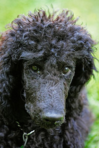 贵宾犬一种草地只可爱的黑小狗肖像上面有绿色草坪的表情图片