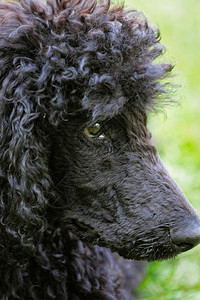 毛茸的黑色一只可爱黑小狗肖像上面有绿色草坪的表情男图片