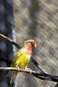 笼子鸟坐在动物园笼子里的小美丽鹦鹉紧贴着一只美丽的异国鸟小美丽鹦鹉包围脊椎动物朋友背景