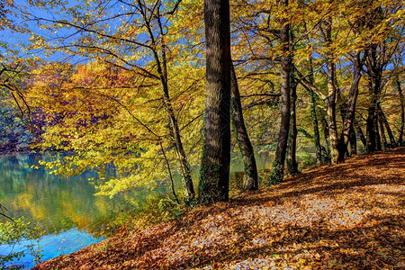秋天湖边树木图片