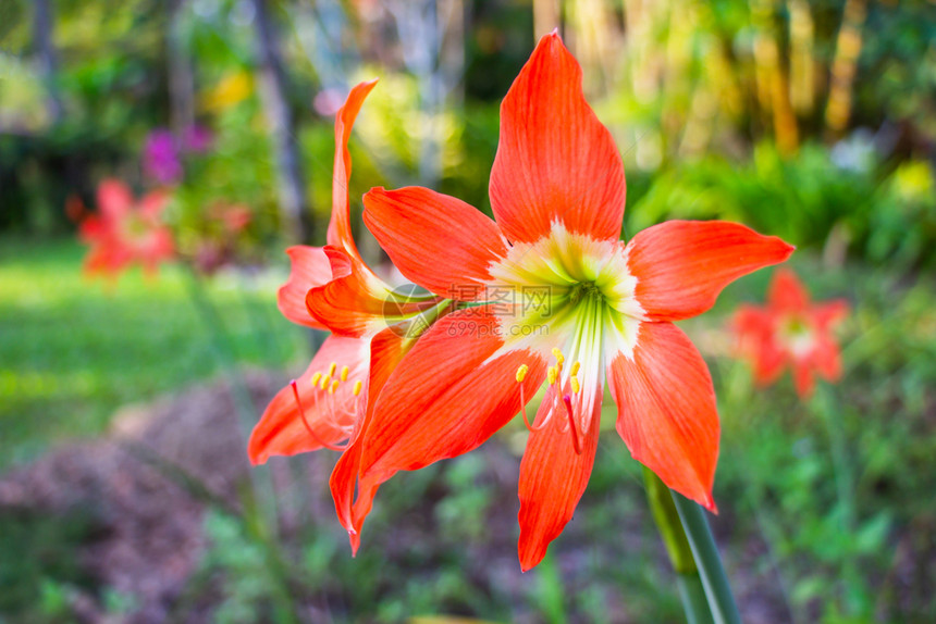 明亮的花瓣采取夏季在园外门开带有bokeh自然背景的植物树或Amaryllis图片