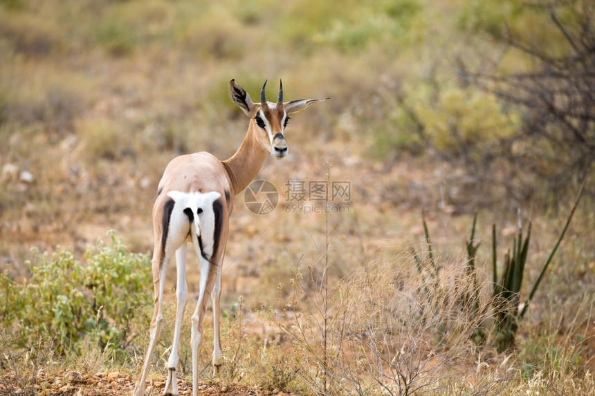 户外肯尼亚稀树草原上的一些土著羚羊群在肯尼亚稀树草原的上一些本地蚂蚁群平原荒野图片