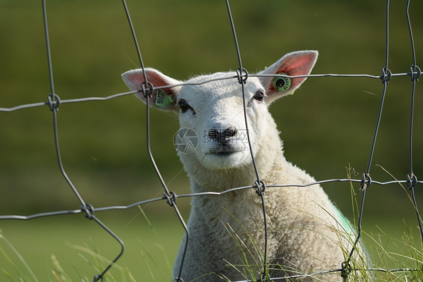 白色的羔羊头穿过栅栏2015年6月p风景优美图片
