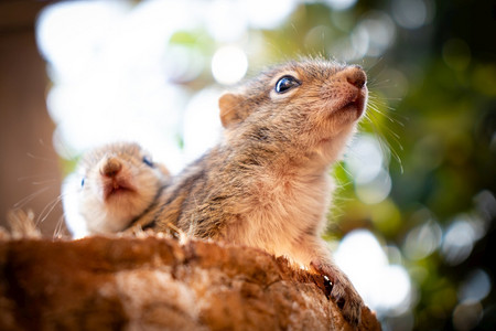 树洞上的小松鼠背景图片
