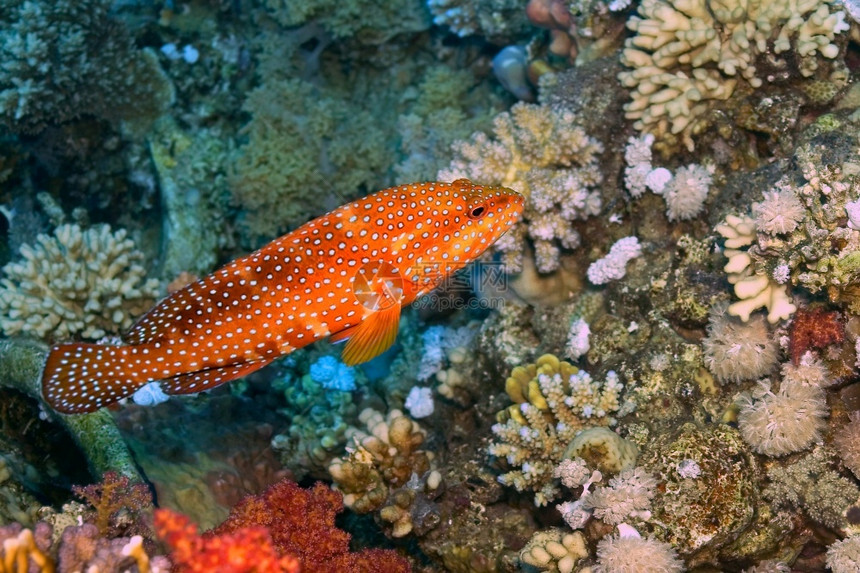 环境Cephalopholisminiata珊瑚礁红海埃及非洲环境的水利图片