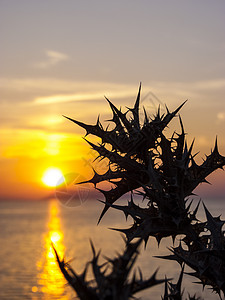 凯尔洛瑞梦幻般的希腊科孚岛佩鲁拉德斯村洛加海滩的美丽日落与荆棘植物剪影希腊科孚岛佩鲁拉德斯村洛加海滩的美丽日落假期地中海背景