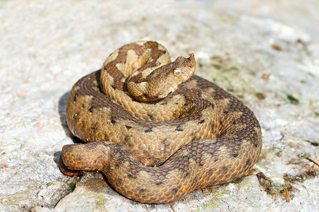 爬虫欧洲毒蛇中最的之一维佩拉弹管上的岩石雌野鼻爬行动物欧洲的图片