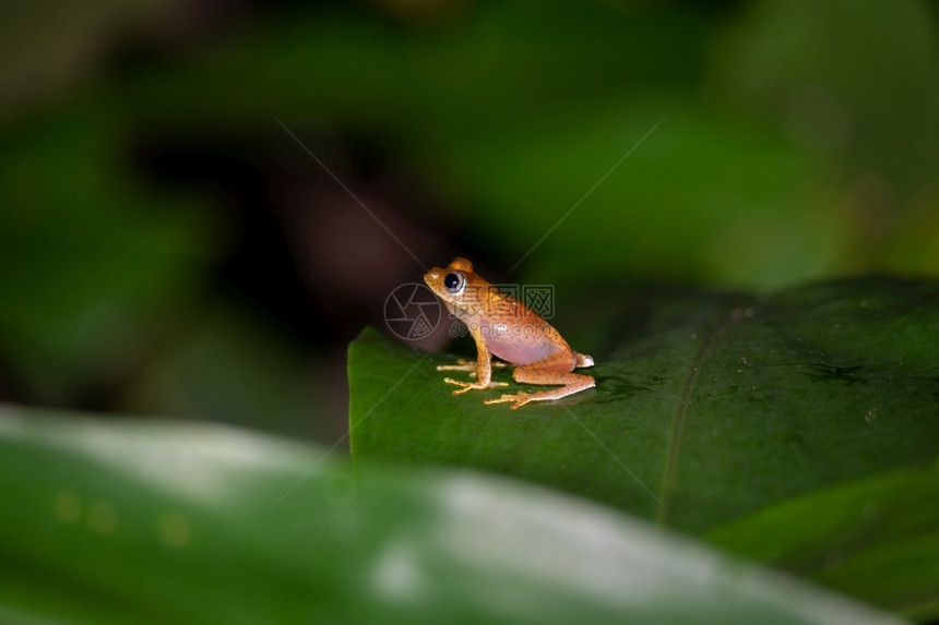 马尔加什小橙青蛙坐在一片叶子上只小橙青蛙坐在一片叶子上颜色海岸图片
