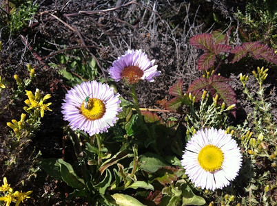 加利福尼亚州太平洋海岸附近的美丽野生花朵园实际的无缝图片