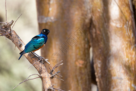 预订旅行八哥非常有色的本地鸟类坐在树枝上极多彩的本地鸟类坐在树枝上图片