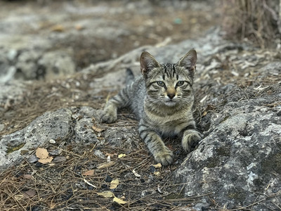 草原斑猫可爱的灰色猫咪坐在石块和叶子上的小猫Kittentattbby在土耳其背景