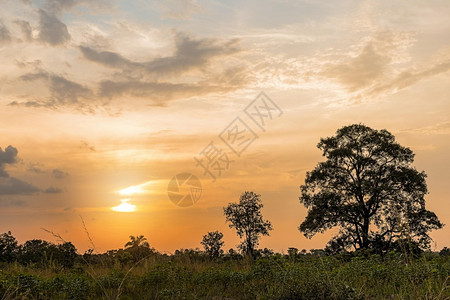 预订日出非洲自然风景和日落的天空树橙图片