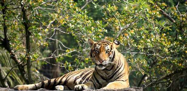 自然老虎躺在木桩上植物黑豹图片