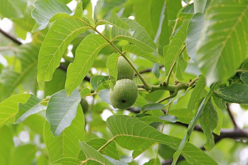 核桃果实在树上的绿叶中成熟坚果在树枝上生长绿色的坚果和树叶在上坚果枝生长有机的波斯语豆类图片