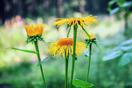 青春中野向日葵BloomsIntheWorldFlowersinBloom红花阳光埃尔夫码头荒野背景