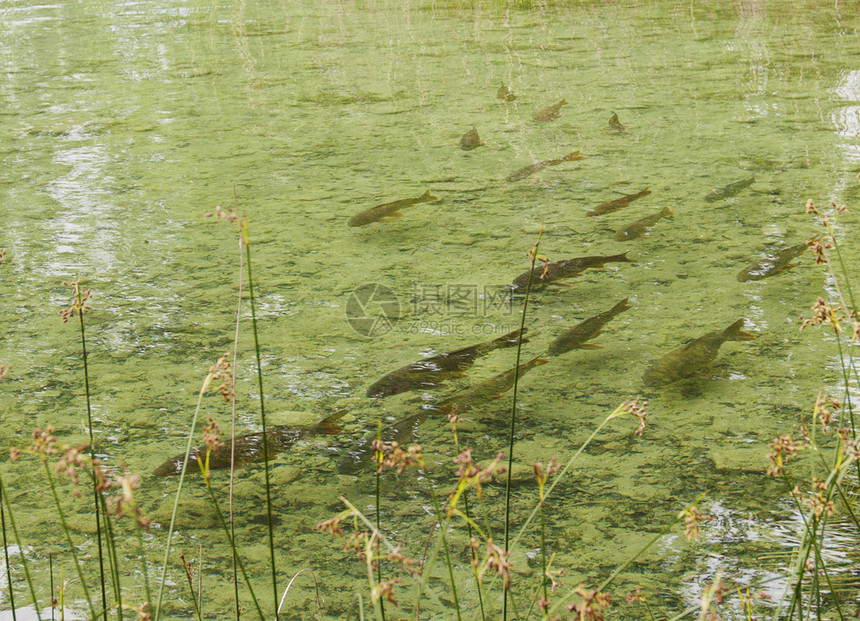Gerona省Banolas湖的清水鱼类目地风景优美图片