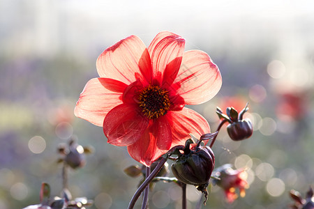 红大丽花丰富多彩的植物学高清图片