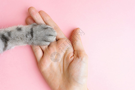 猫爪和人手背景图片