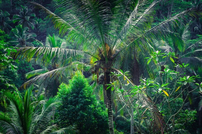 深的棕榈生长热带雨林景观与丛植物的真人现象Empact雨林景观和丛植物图片