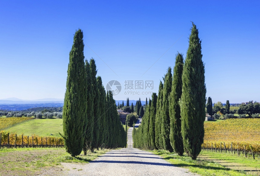 绿色锡耶纳爬坡道托斯卡尼农村风景路意大利有西波树图片