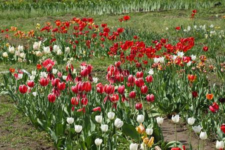 花园里各种郁金香的田地丰富多彩绿色红图片