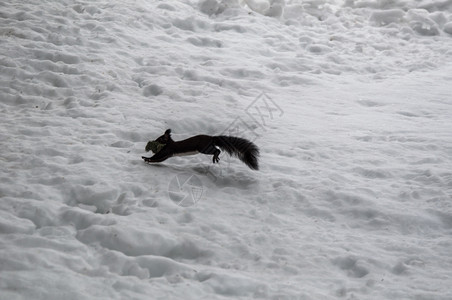 松鼠在这里凝视脊椎动物高德纳可爱的螺旋松鼠在滑雪动脉上跳过口腔有苔背景