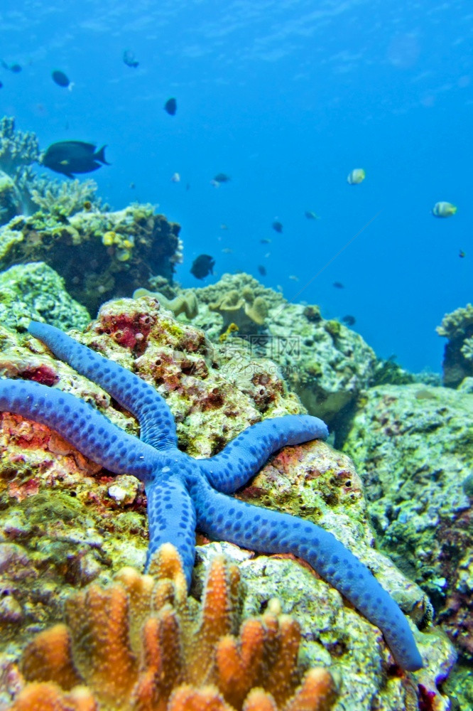 生态系统BlueSeaStarUnckialaaevigata海星Lembeh北苏拉威西印度尼亚洲临海动物学图片