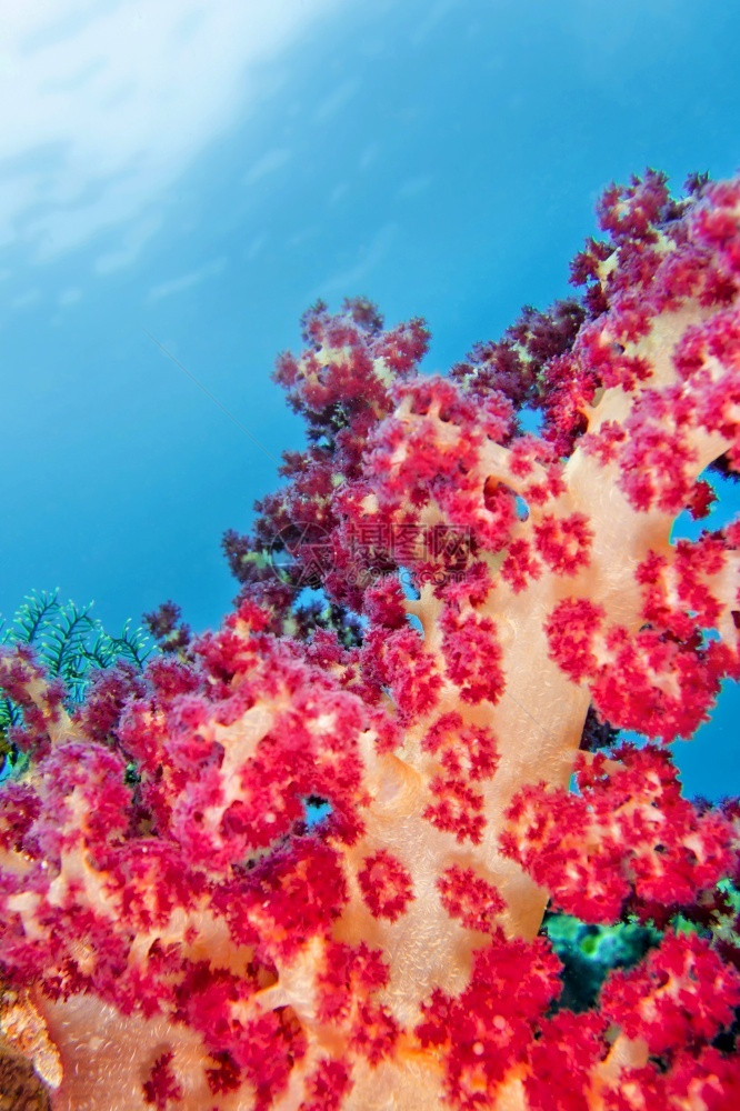 相机多种砍伐的树木软珊瑚礁Lembeh北苏拉威西印度尼亚洲美丽动物图片