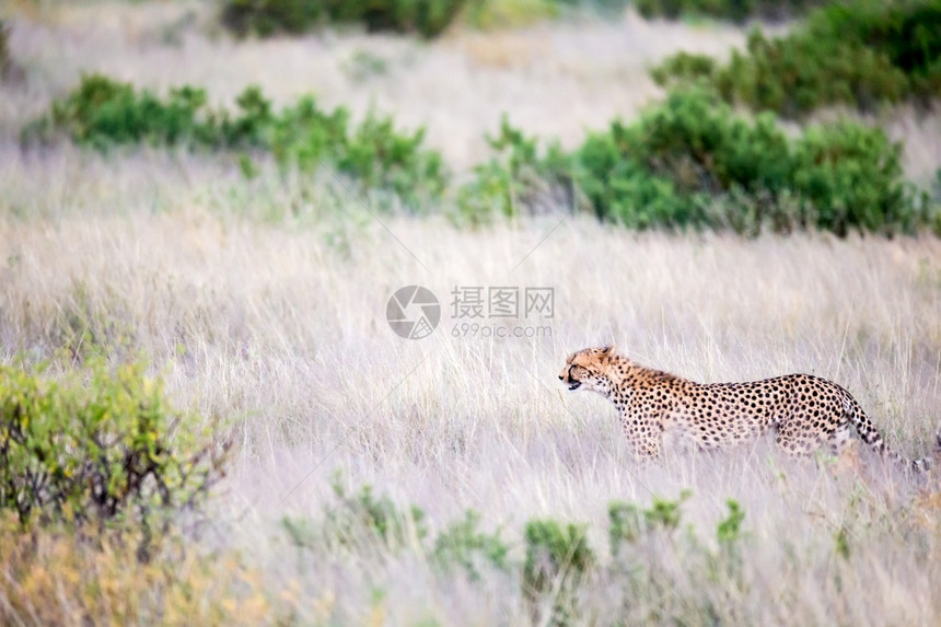 野生动物猎豹图片