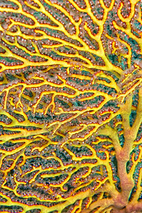 息肉扇子生态系统海风帆鞭戈尔尼亚珊瑚礁莱姆贝北苏拉威西印度尼亚洲图片
