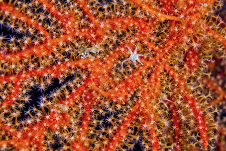 海风帆鞭戈尔尼亚珊瑚礁莱姆贝北苏拉威西印度尼亚洲水下冷静的海洋图片