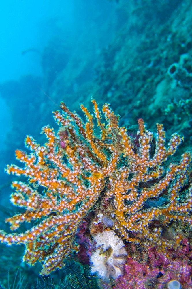 潜水美丽的海风帆鞭戈尔尼亚珊瑚礁莱姆贝北苏拉威西印度尼亚洲海底图片