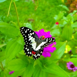 佩皮洛墨西哥人通俗的花上石灰蝴蝶图片