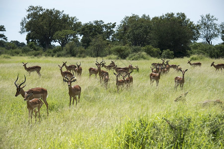 自然弗劳拉非洲南部公园Impalakruger图片