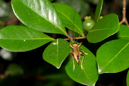 身体生物学网热带雨林中的原生昆虫种类热带雨林中的原生昆虫种类图片